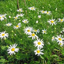 Схема вышивки «ромашки»