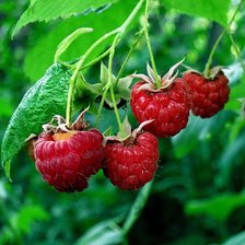 Схема вышивки «малина»