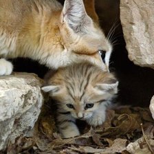 Схема вышивки «кошка с котенком»