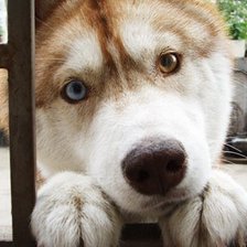 Схема вышивки «Щенок»