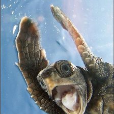 Схема вышивки «Черепаха»