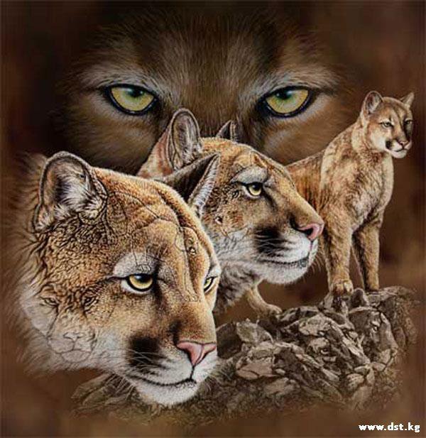 львицы - животные - оригинал