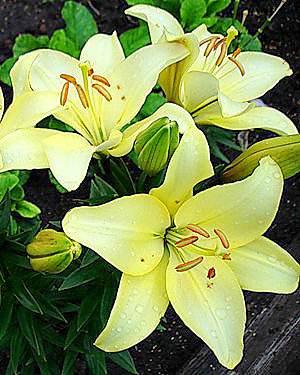 лилия - лилии, цветы - оригинал