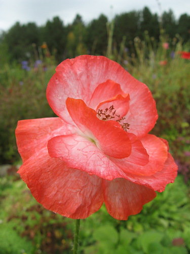 №324907 - маки, цветы цветок - оригинал