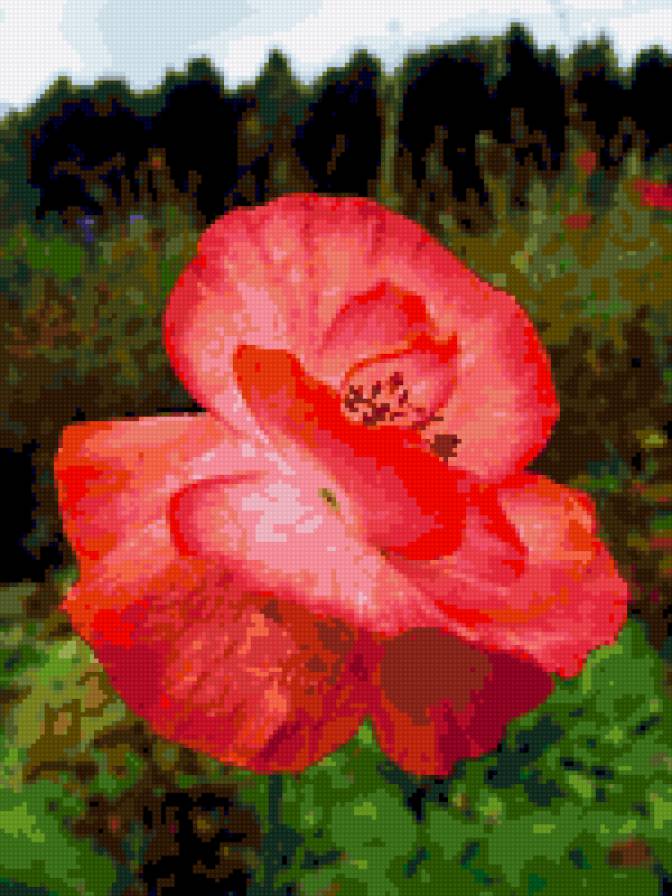 №324907 - цветы цветок, маки - предпросмотр