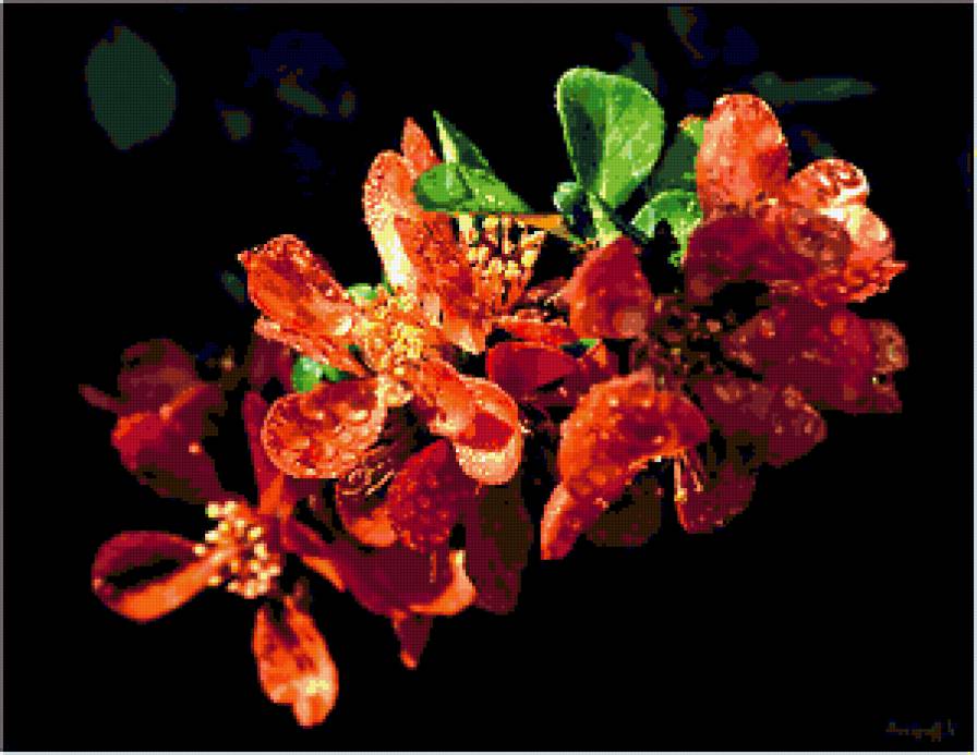 Японская айва - айва, цветы, на черном, весна - предпросмотр