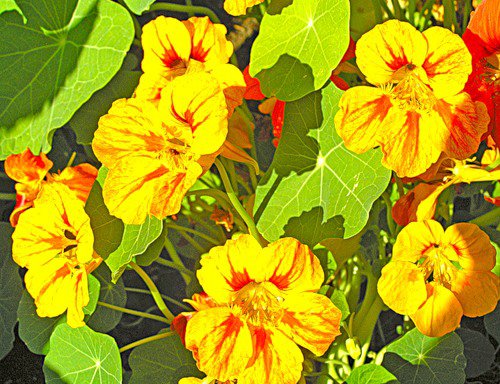 №324928 - цветы - оригинал