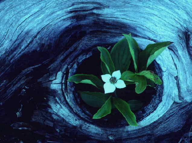 №325076 - цветок, природа - оригинал