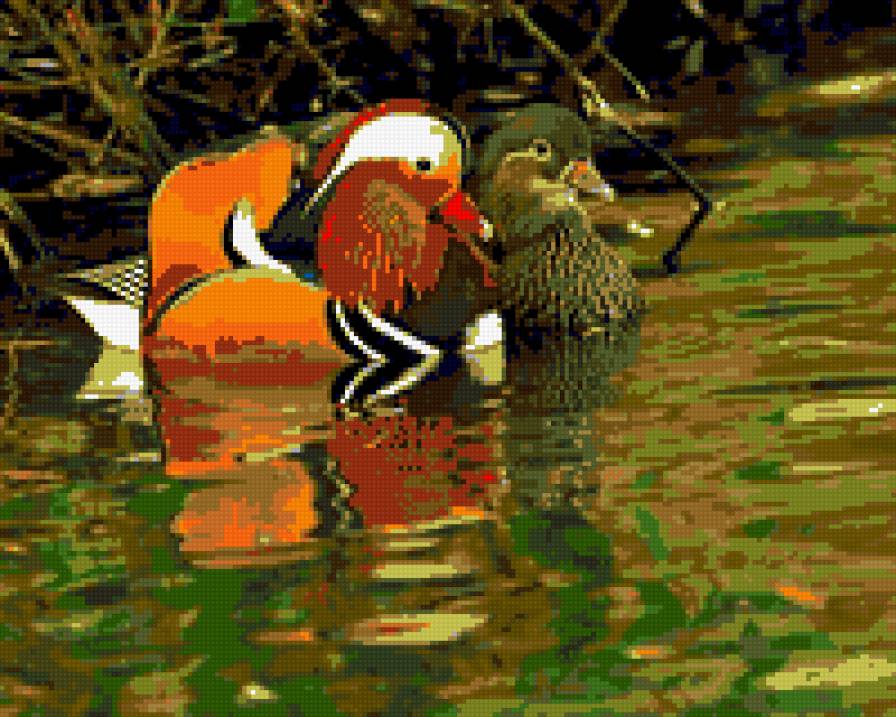 Утки-мандаринки - предпросмотр