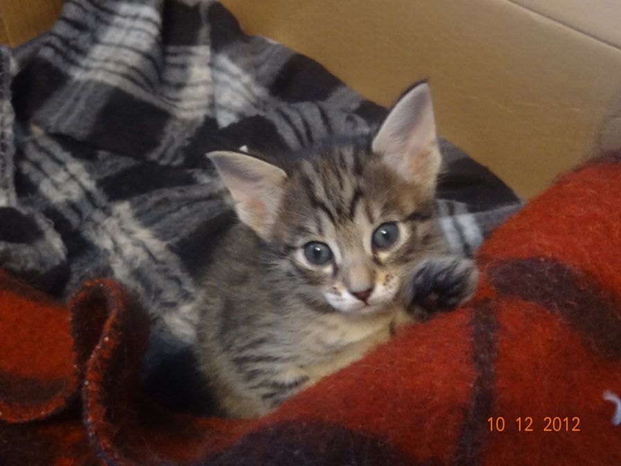 бенгалец - оригинал