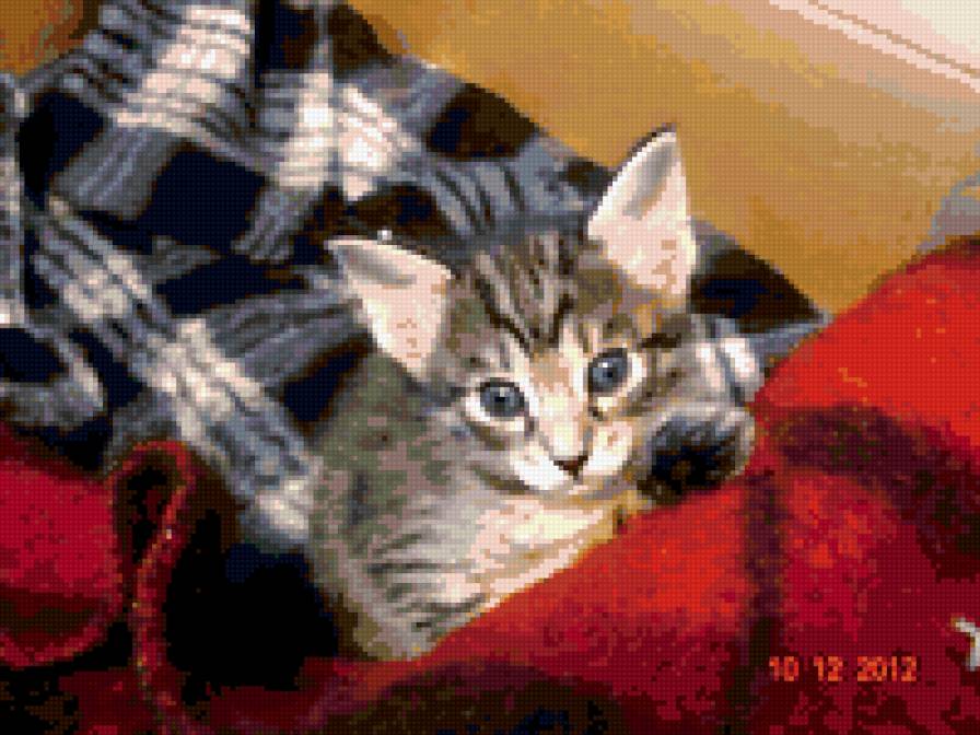 бенгалец - предпросмотр