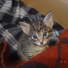 Схема вышивки «бенгалец»