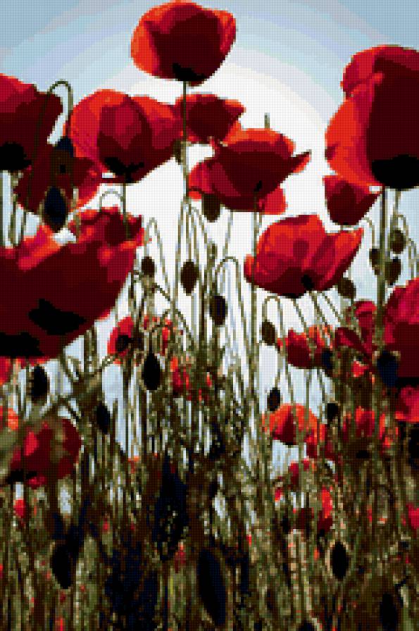 Маки - цветы, поле, природа - предпросмотр