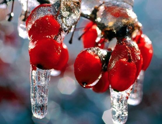 Рябина - деревья, природа - оригинал