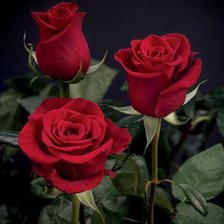 Схема вышивки «роза»