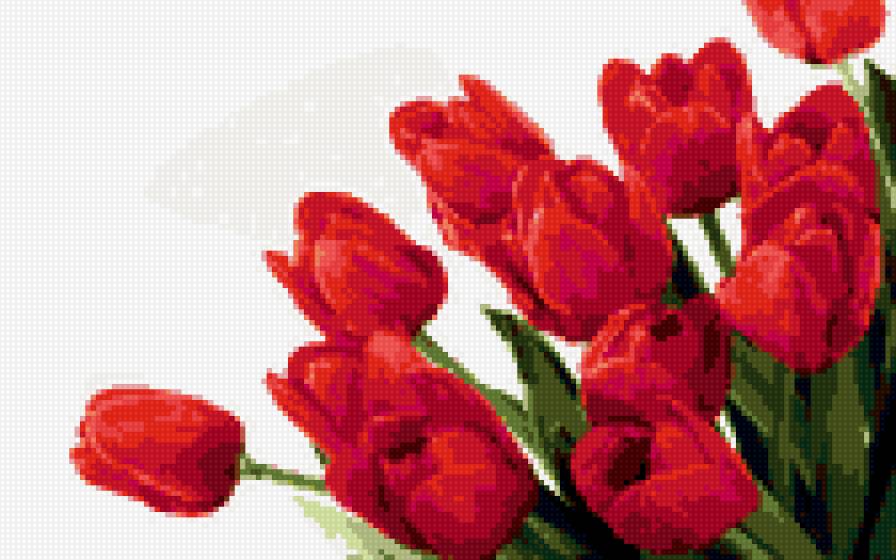 красные тюльпаны - предпросмотр