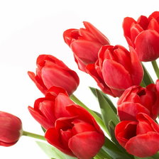 Оригинал схемы вышивки «красные тюльпаны» (№325507)