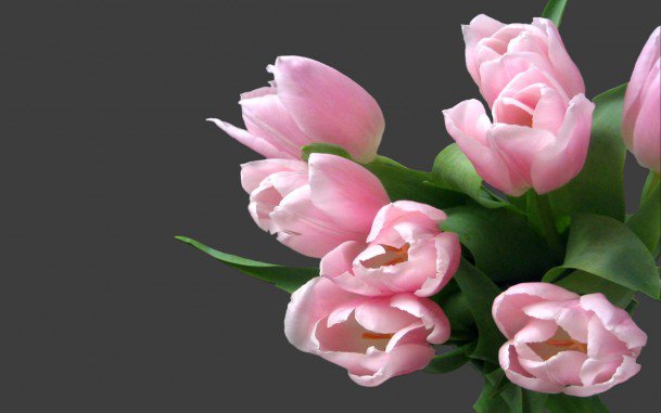 розовые тюльпаны - оригинал