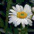 Предпросмотр схемы вышивки «ромашковое поле» (№325731)