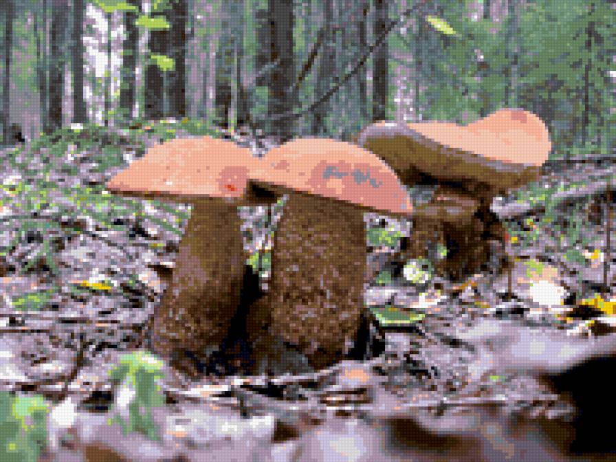 №325840 - природа, грибы - предпросмотр