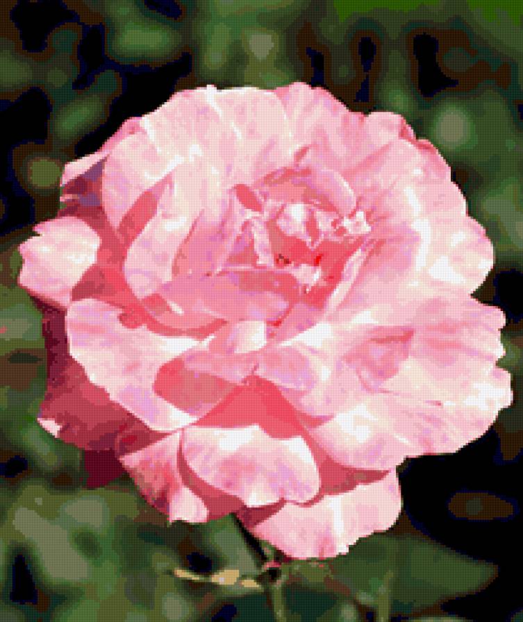 роза - роза, розы, цветок, цветы - предпросмотр