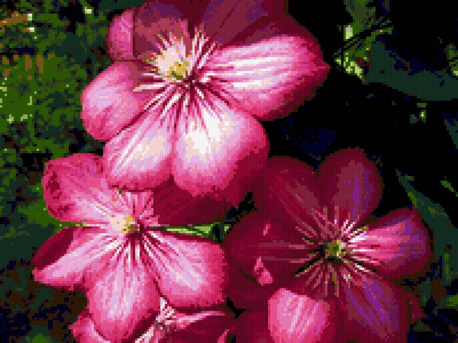 клематисы - картина цветы клематисы - предпросмотр