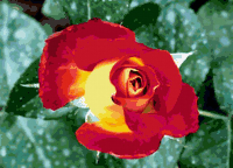 роза - цветы, цветок, роза, розы - предпросмотр