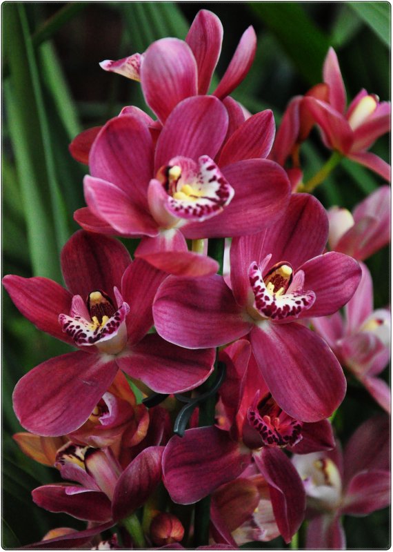 №326164 - орхидеи, цветы - оригинал