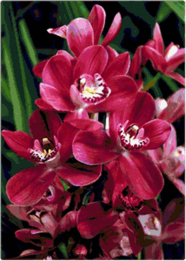 №326164 - цветы, орхидеи - предпросмотр