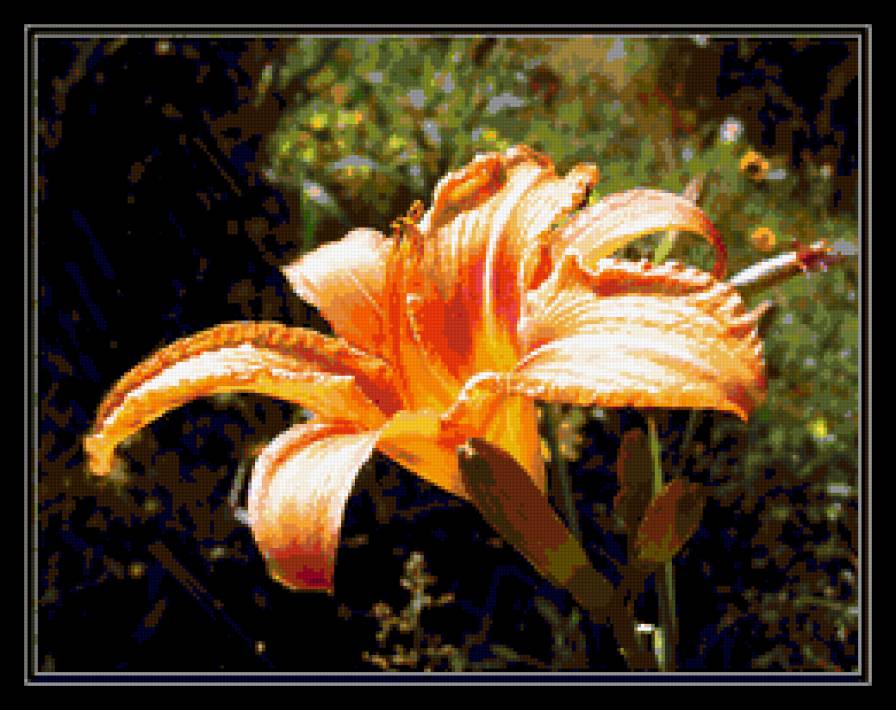 лилия - лилии, цветы - предпросмотр