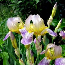 Схема вышивки «ирисы»