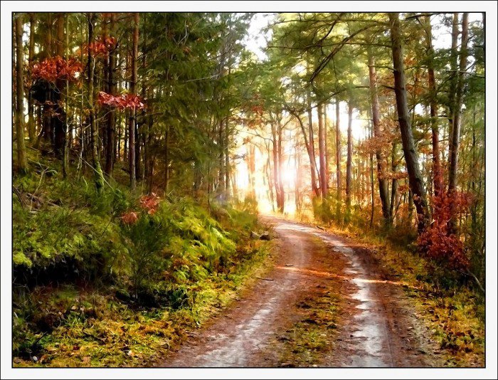 Лесная тропа - красота.природа - оригинал