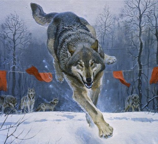 Охота на волков - анималисты, животные, волк, волки - оригинал