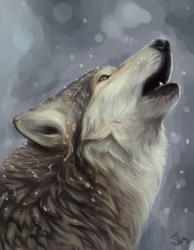 Одинокий волк - волк, волки, анималисты, животные - оригинал