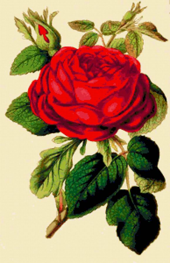 роза - цветок, роза, розы, цветы - предпросмотр