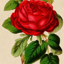 Оригинал схемы вышивки «роза» (№326335)
