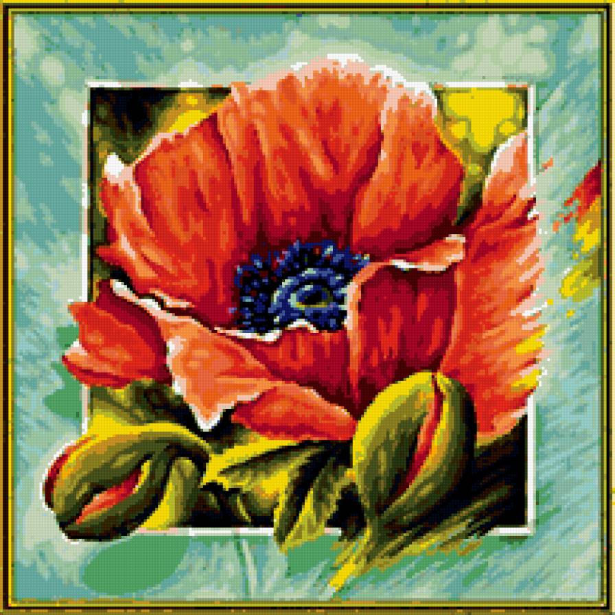 красный мак - цветы - предпросмотр