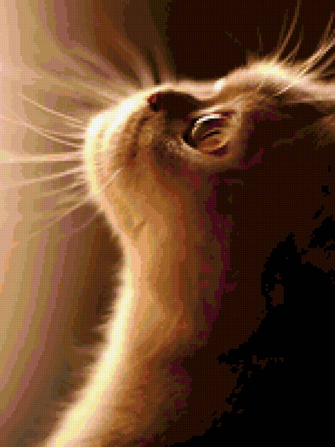 кот - кот - предпросмотр