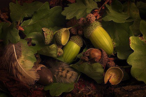 желуди - желуди - оригинал