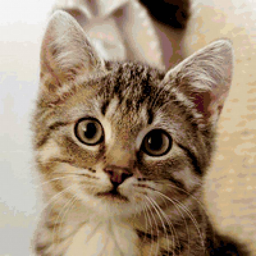 котенок - котенок - предпросмотр