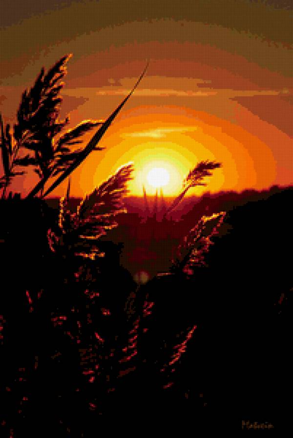 Закат - колосья, закат - предпросмотр
