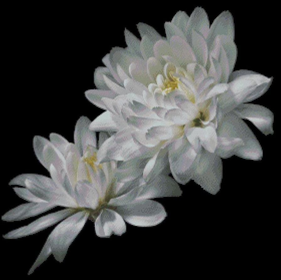 хризантема - цветок - оригинал