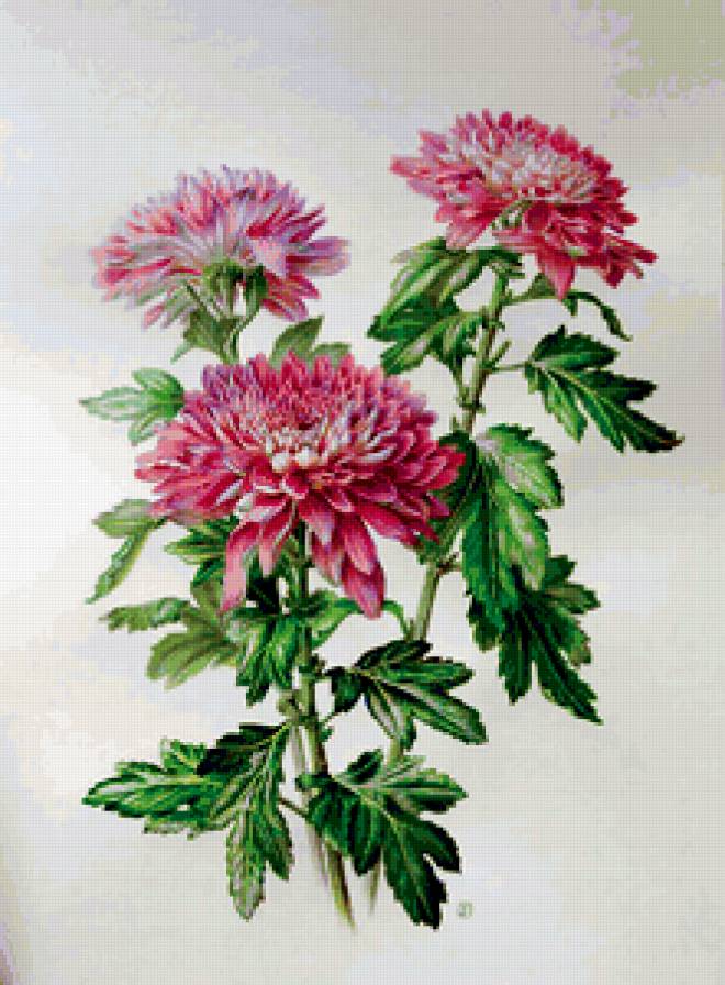 цветы - красота, цветы - предпросмотр