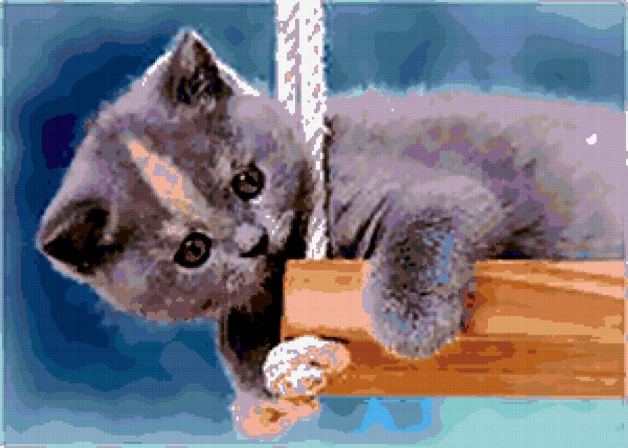 кошки - котенок, картинка - предпросмотр