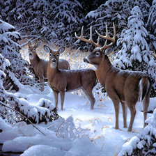 Схема вышивки «Олешки»