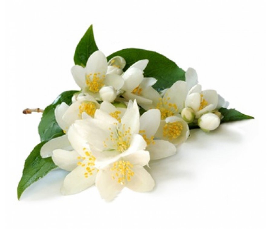 жасмин - оригинал