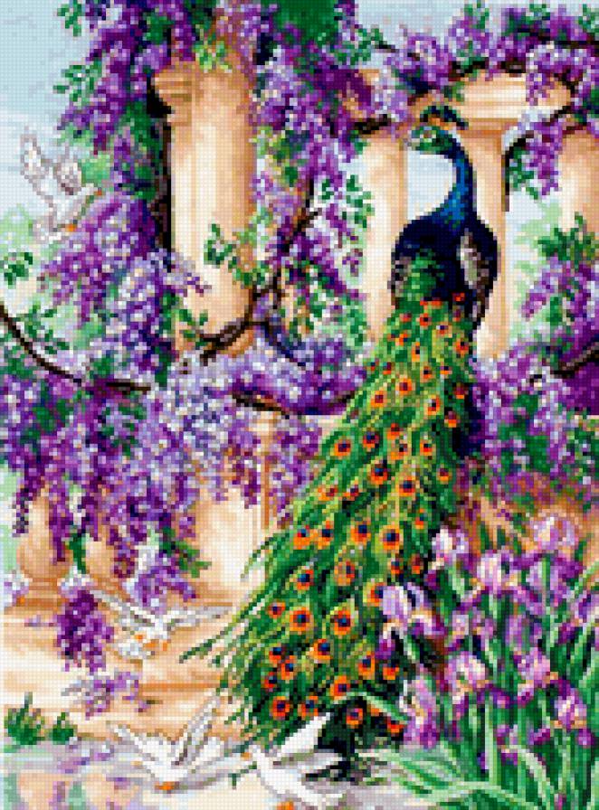 Павлин - павлин - предпросмотр