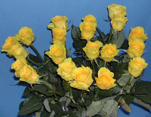 розы - букет, цветы, розы - оригинал