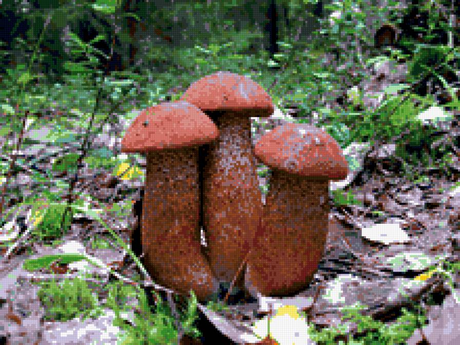 три богатыря - грибы, природа - предпросмотр