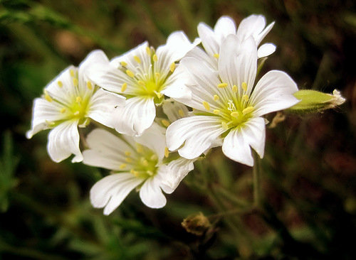 Ясколка полевая - цветы - оригинал
